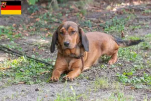 Read more about the article Rheinland-Pfalz’da Alpine Dachsbracke yetiştiricileri ve köpek yavruları