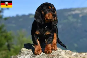 Read more about the article Saarland’da Alpine Dachsbracke yetiştiricileri ve köpek yavruları