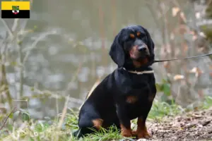Read more about the article Saksonya-Anhalt’da Alpine Dachsbracke yetiştiricileri ve köpek yavruları