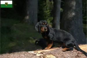 Read more about the article Saksonya’da Alpine Dachsbracke yetiştiricileri ve köpek yavruları