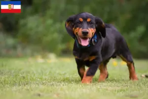 Read more about the article Schleswig-Holstein’da Alpine Dachsbracke yetiştiricileri ve köpek yavruları