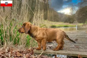 Read more about the article Thüringen’de Alpine Dachsbracke yetiştiricileri ve köpek yavruları