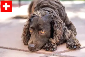 Read more about the article İsviçre’de American Water Spaniel yetiştiricileri ve köpek yavruları