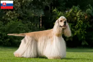 Read more about the article Slovakya’da Amerikan Cocker Spaniel yetiştiricileri ve köpek yavruları