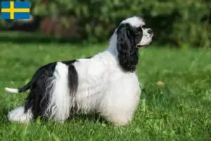 Read more about the article İsveç’te Amerikan Cocker Spaniel yetiştiricileri ve köpek yavruları