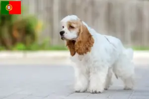 Read more about the article Portekiz’de Amerikan Cocker Spaniel yetiştiricileri ve köpek yavruları