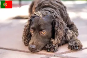 Read more about the article Portekiz’de American Water Spaniel yetiştiricileri ve köpek yavruları