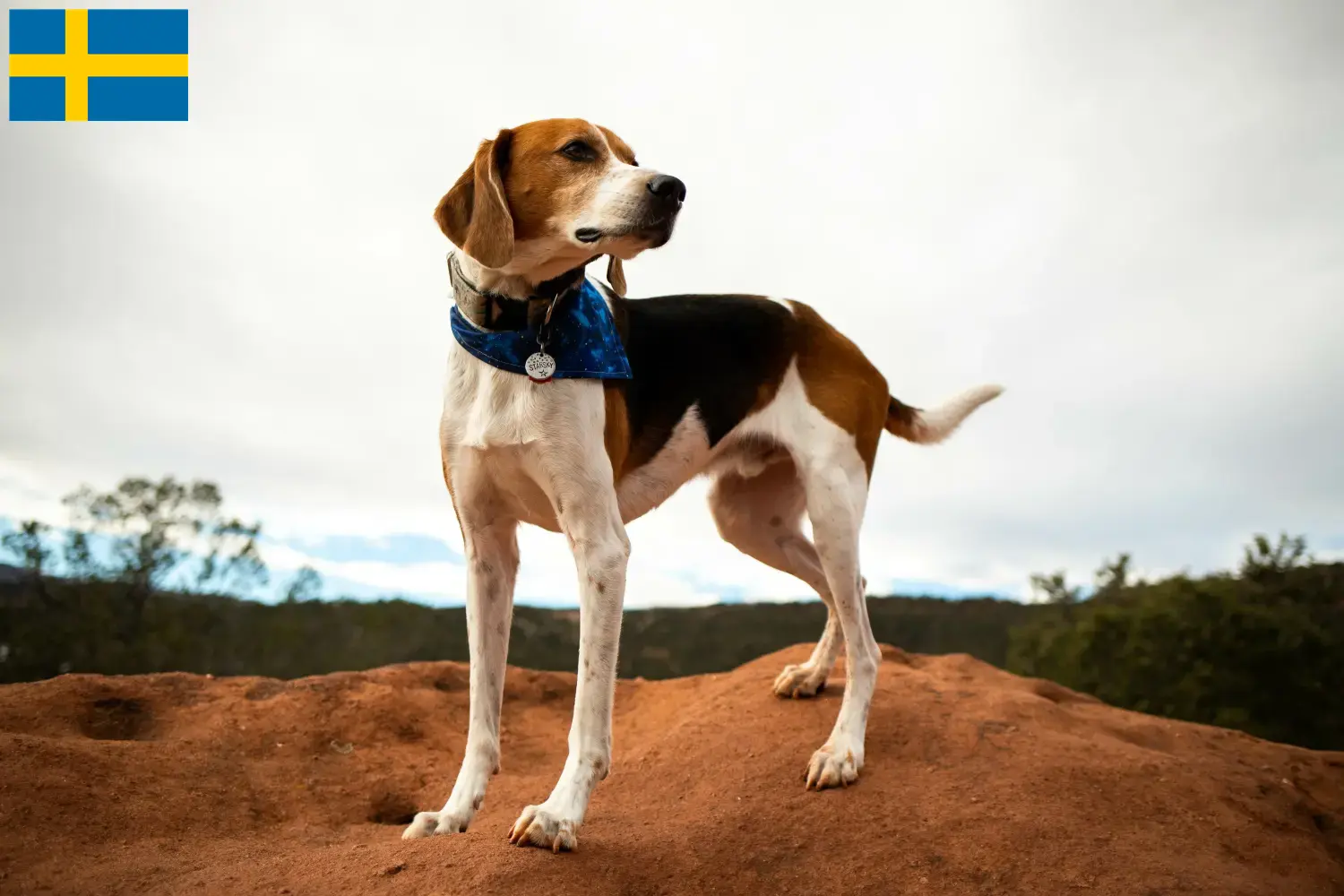 Read more about the article İsveç’te Amerikan Tilki Tazısı yetiştiricileri ve köpek yavruları