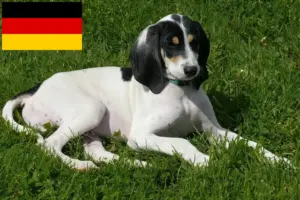 Read more about the article Almanya’da Ariégeois yetiştiricileri ve yavru köpekler