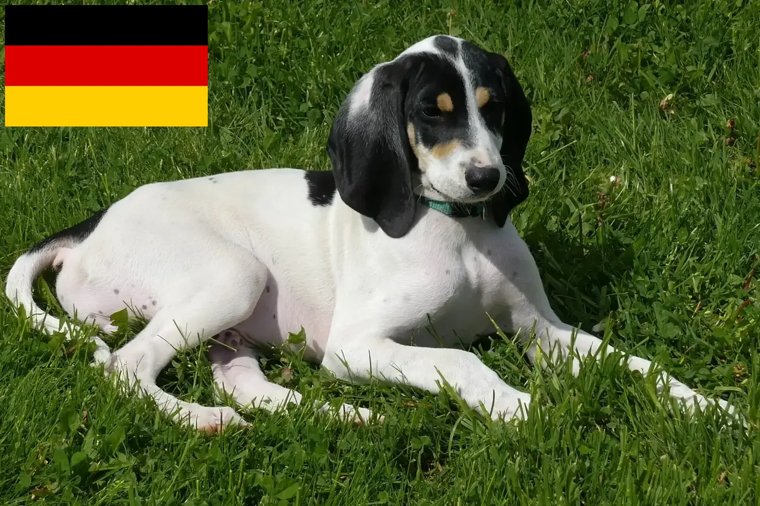 Read more about the article Almanya’da Ariégeois yetiştiricileri ve yavru köpekler