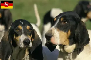 Read more about the article Aşağı Saksonya’da Ariégeois yetiştiricileri ve köpek yavruları