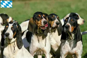 Read more about the article Bavyera’da Ariégeois yetiştiricileri ve yavru köpekler