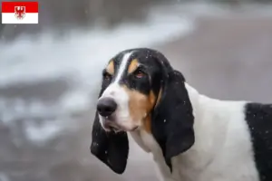 Read more about the article Brandenburg’da Ariégeois yetiştiricileri ve köpek yavruları
