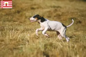 Read more about the article Bremen’de Ariégeois yetiştiricileri ve köpek yavruları