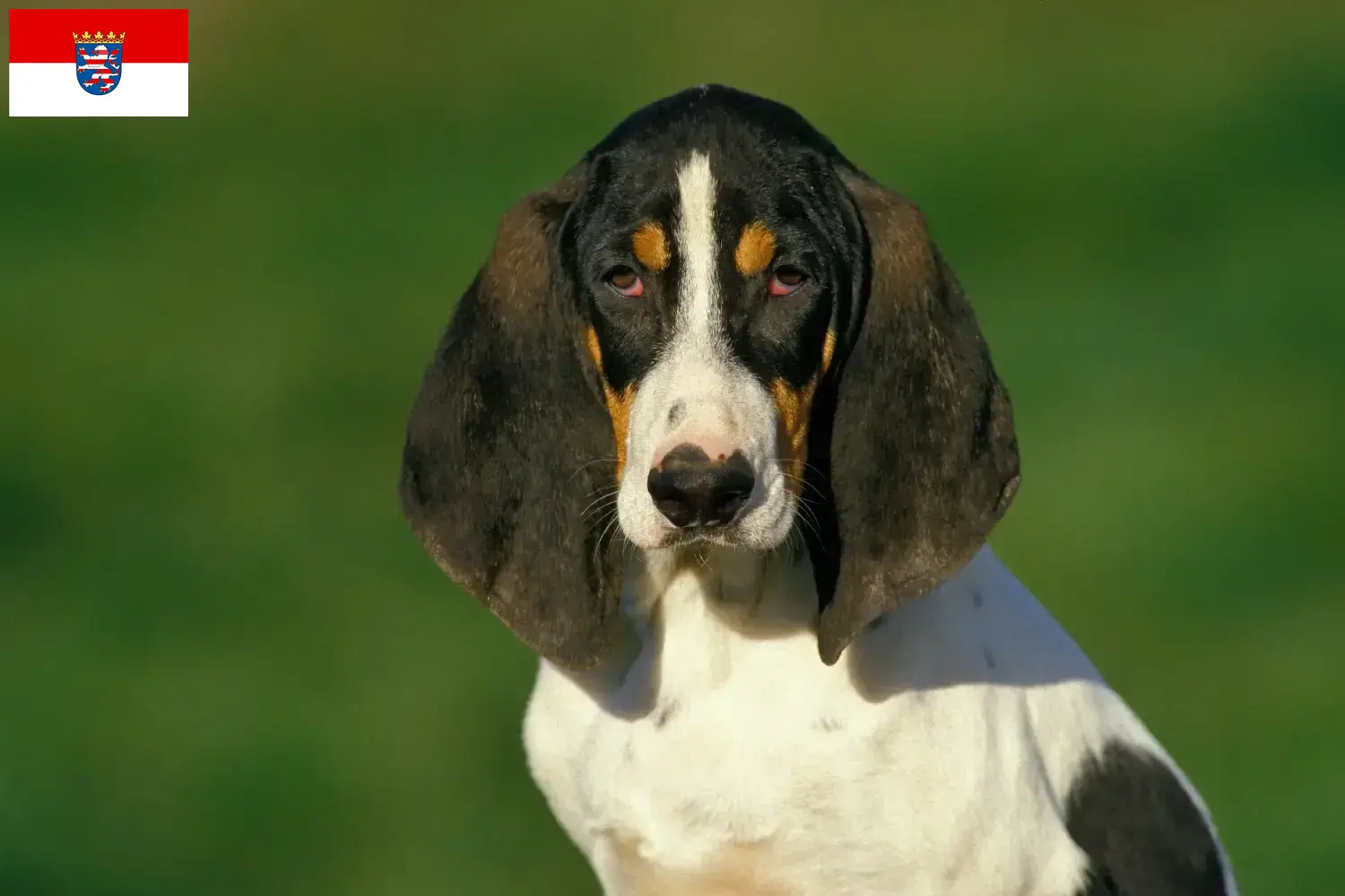 Read more about the article Hessen’de Ariégeois yetiştiricileri ve köpek yavruları