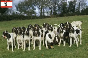 Read more about the article Berlin’de Ariégeois yetiştiricileri ve yavru köpekler
