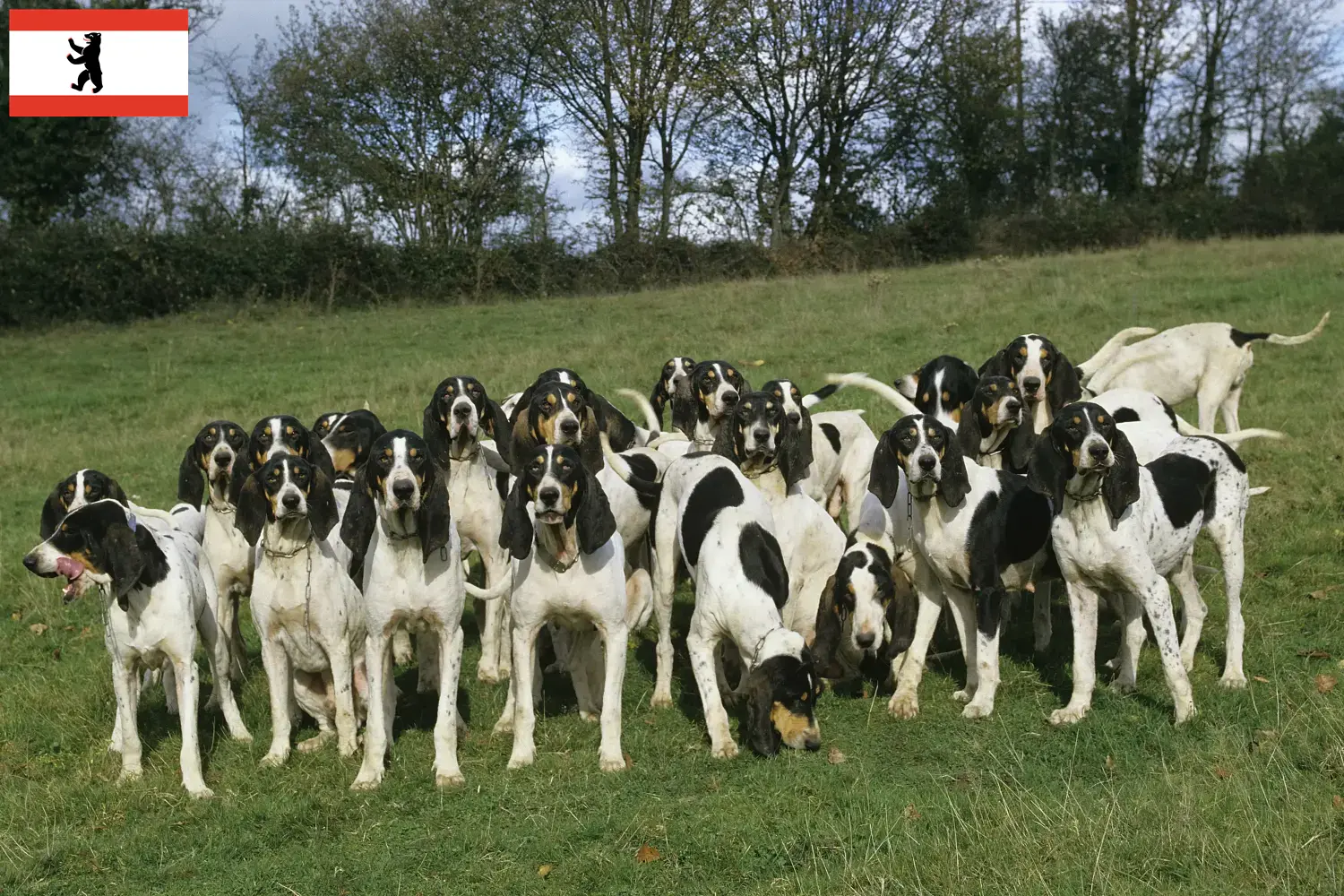 Ariégeois yavru köpekler ve yetiştiriciler Berlin Burada Berlin'deki Ariégeois yetiştiricilerini bulabilirsiniz.