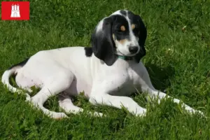 Read more about the article Hamburg’da Ariégeois yetiştiricileri ve köpek yavruları