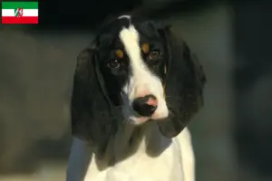 Read more about the article Kuzey Ren-Vestfalya’da Ariégeois yetiştiricileri ve köpek yavruları