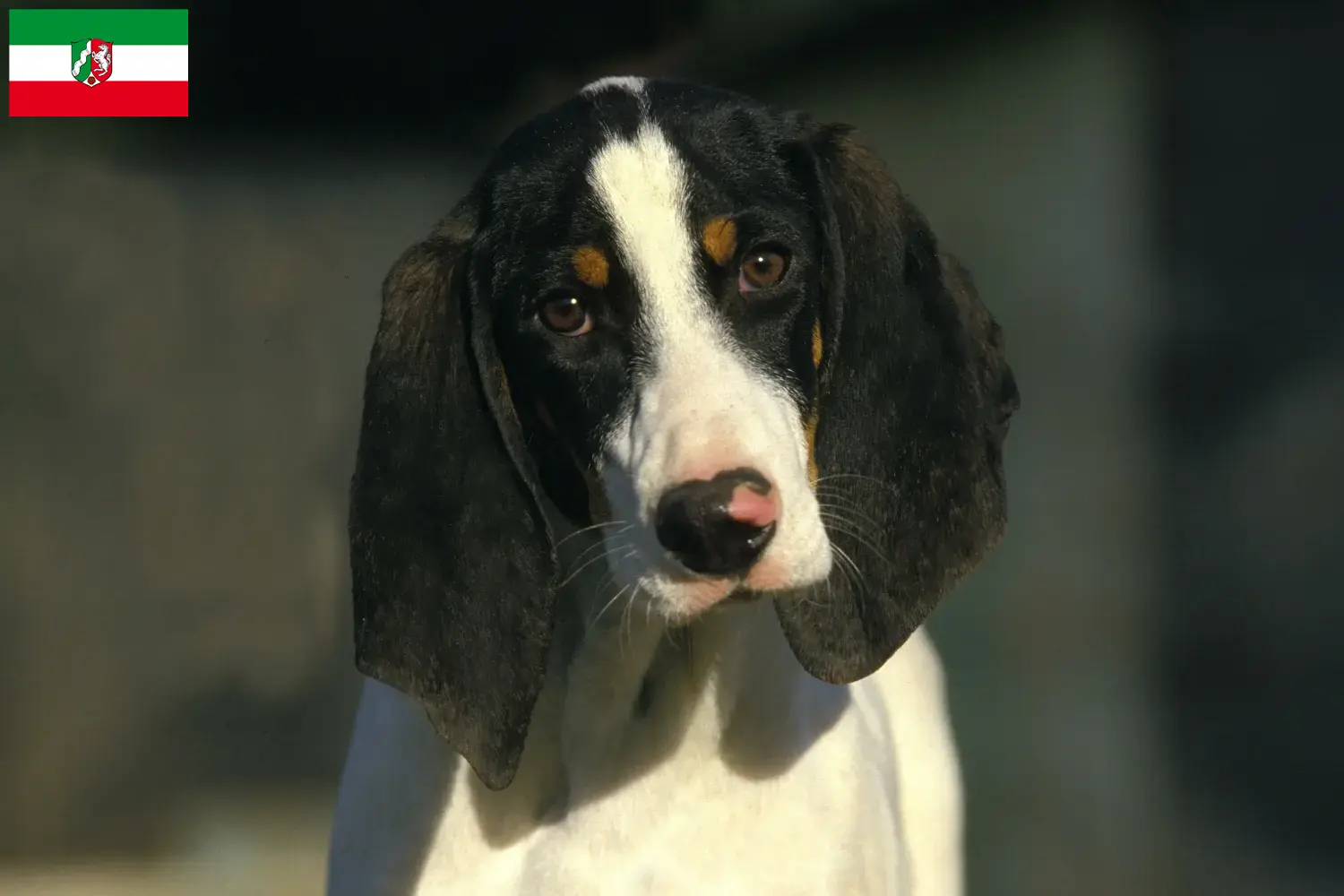 Read more about the article Kuzey Ren-Vestfalya’da Ariégeois yetiştiricileri ve köpek yavruları