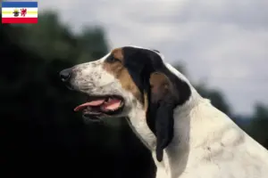 Read more about the article Mecklenburg-Vorpommern’de Ariégeois yetiştiricileri ve köpek yavruları