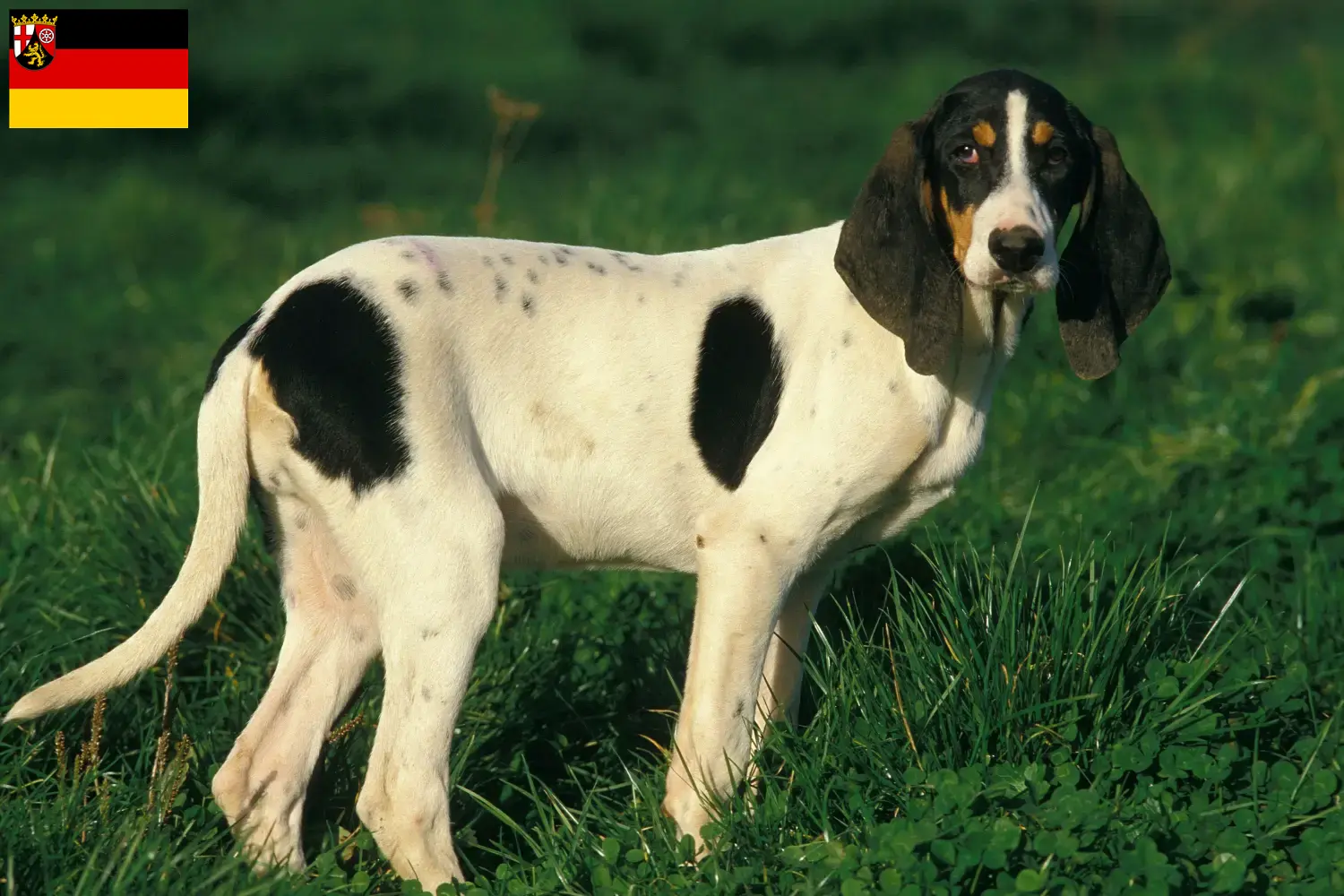 Read more about the article Rheinland-Pfalz’da Ariégeois yetiştiricileri ve köpek yavruları