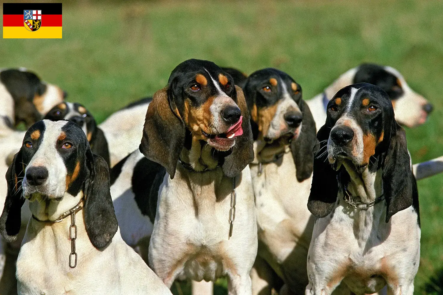 Read more about the article Saarland’da Ariégeois yetiştiricileri ve köpek yavruları