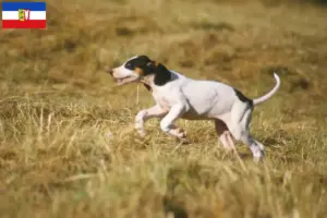 Read more about the article Schleswig-Holstein’da Ariégeois yetiştiricileri ve köpek yavruları