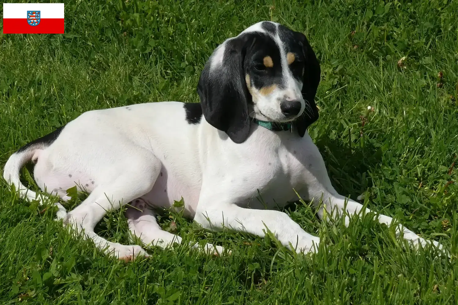 Read more about the article Thüringen’de Ariégeois yetiştiricileri ve köpek yavruları