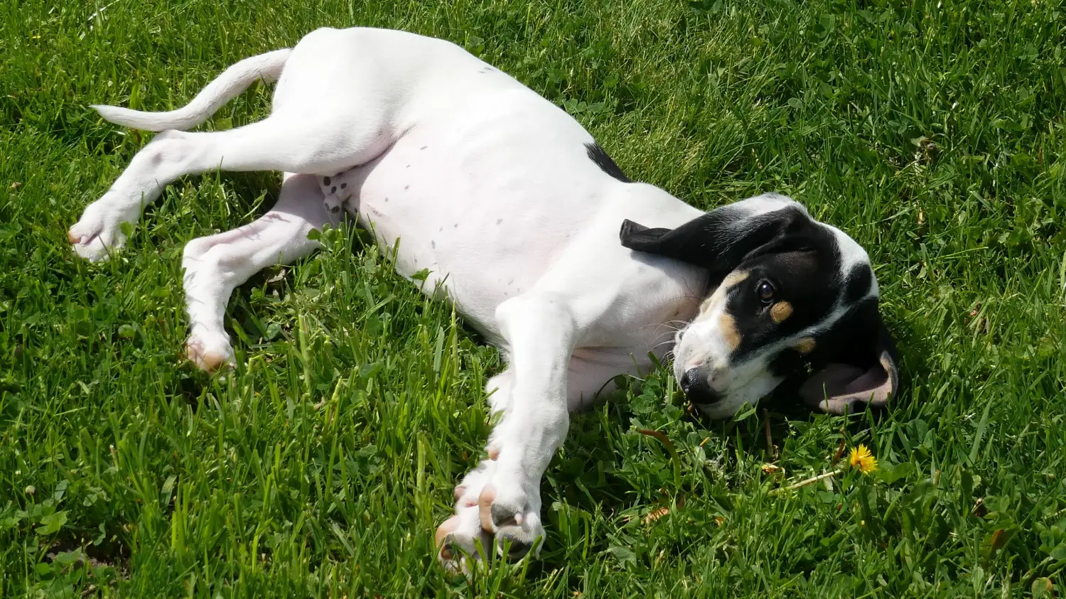 Bir Ariégeois yavru köpek satın almak sorumluluk almak demektir! Ariégeois yavru köpekleri satın alın.