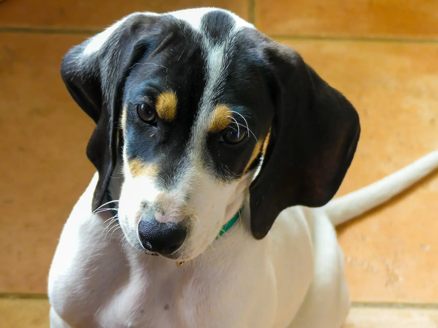 Bir Ariégeois yavru köpek satın almak sorumluluk almak demektir! Ariégeois yavru köpekleri satın alın.