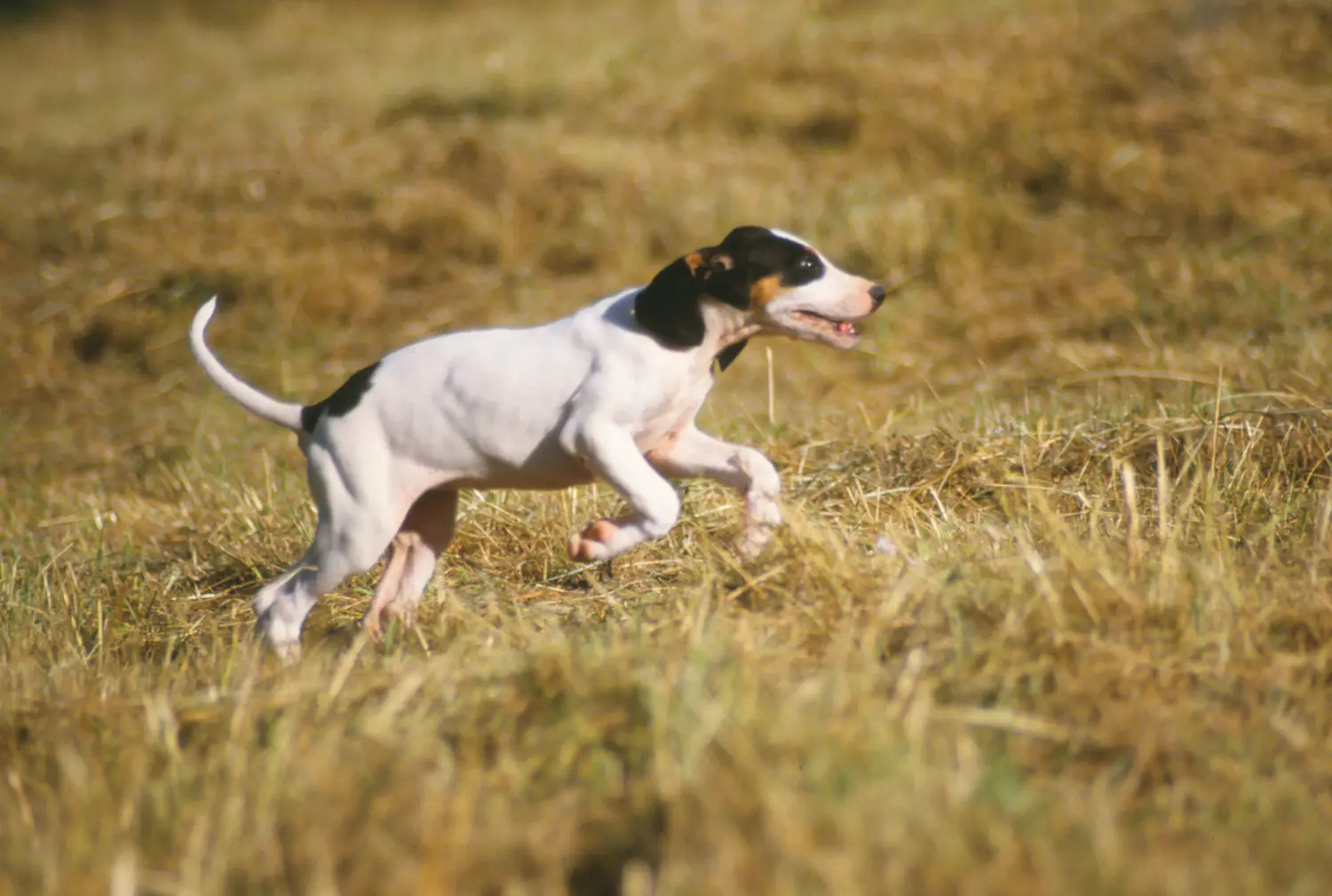 Bir Ariégeois yavru köpek satın almak sorumluluk almak demektir! Ariégeois yavru köpekleri satın alın.