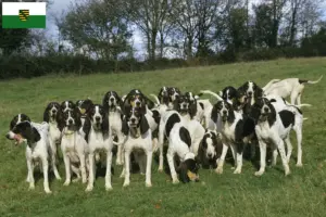 Read more about the article Saksonya’da Ariégeois yetiştiricileri ve köpek yavruları