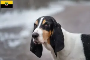Read more about the article Saksonya-Anhalt’da Ariégeois yetiştiricileri ve köpek yavruları
