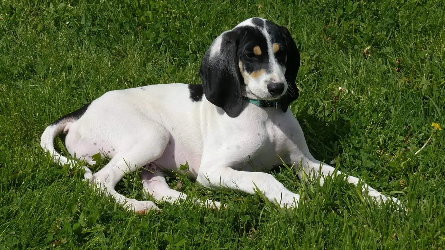 Bir Ariégeois yavru köpek satın almak sorumluluk almak demektir! Ariégeois yavru köpekleri satın alın.