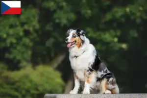 Read more about the article Çek Cumhuriyeti’ndeki Avustralya Kurdu yetiştiricileri ve yavru köpekler