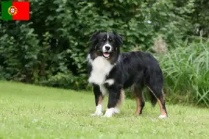 Read more about the article Portekiz’de Avustralya kurdu yetiştiricileri ve yavru köpekler
