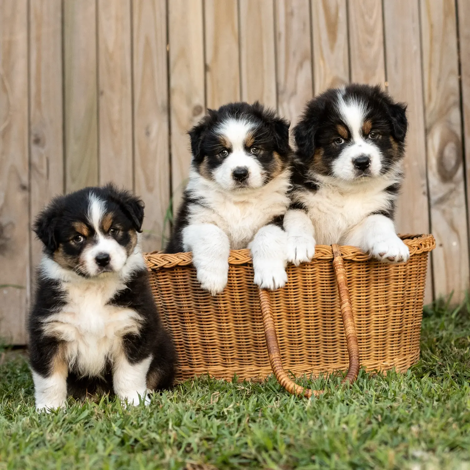 Bir Avustralya Çoban Köpeği yavrusu satın almak sorumluluk almak demektir! Avustralya Çoban Köpeği yavruları satın alın.