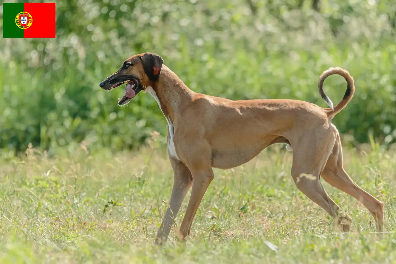 Read more about the article Portekiz’de Azawakh yetiştiricileri ve köpek yavruları
