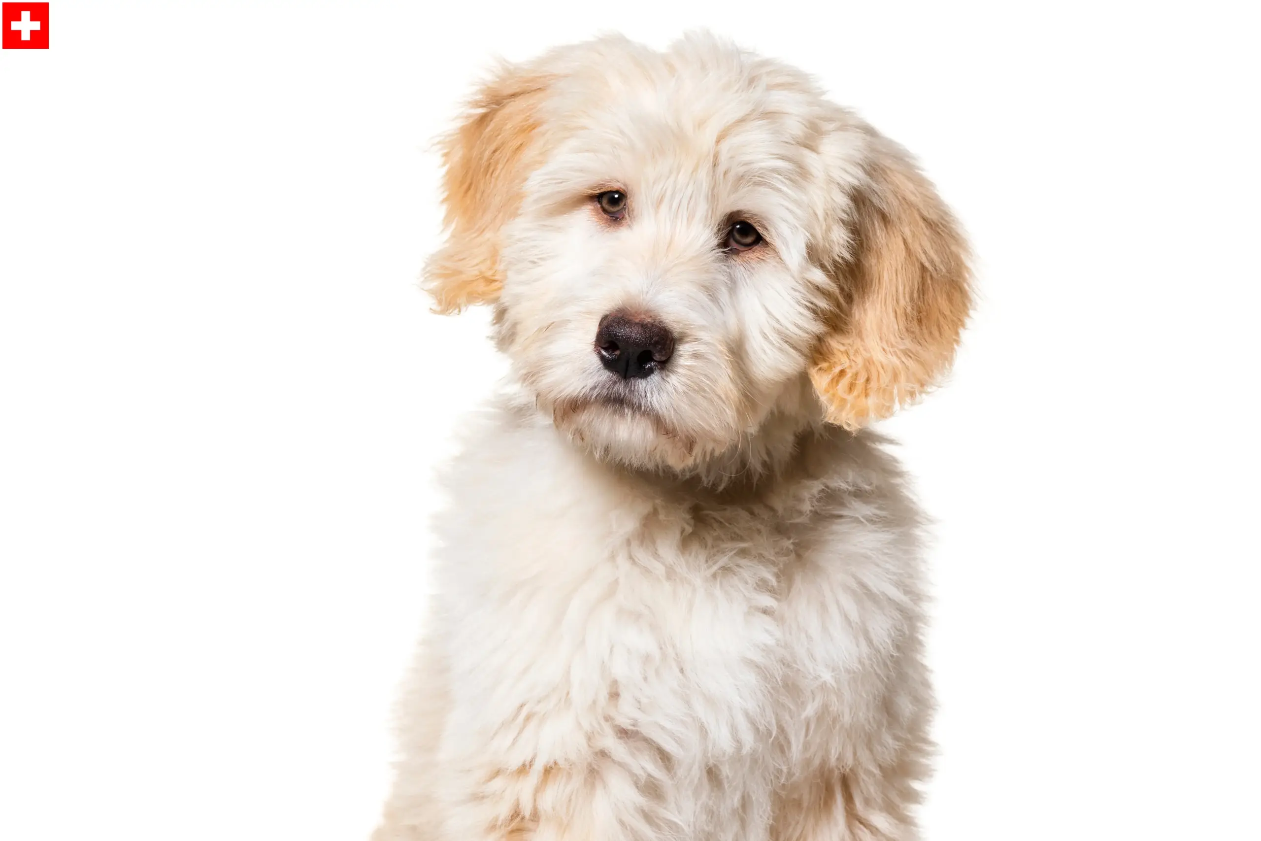 Read more about the article İsviçre’de Barbado da Terceira yetiştiricileri ve köpek yavruları