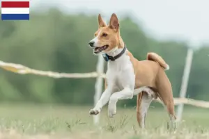 Read more about the article Hollanda’da Basenji yetiştiricileri ve yavru köpekler