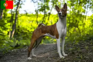 Read more about the article Portekiz’deki Basenji yetiştiricileri ve köpek yavruları