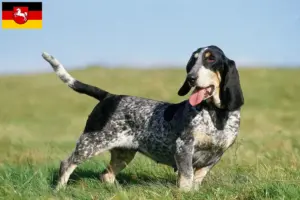 Read more about the article Aşağı Saksonya’da Basset bleu de Gascogne yetiştiricileri ve köpek yavruları