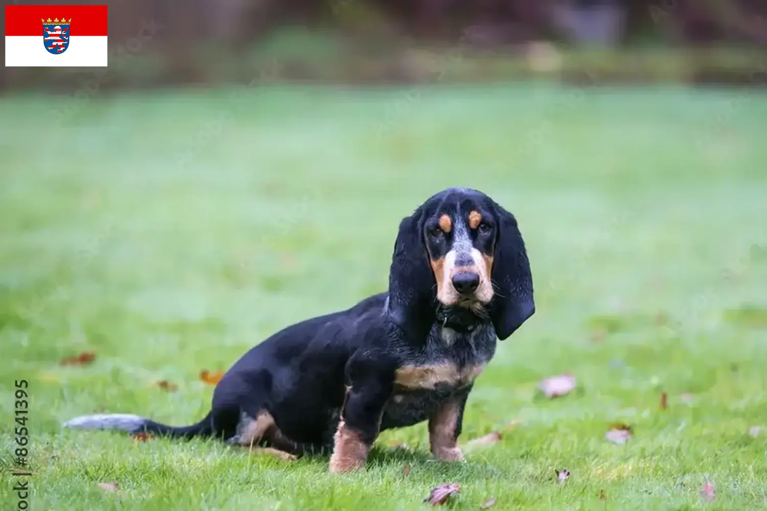 Read more about the article Hessen’de Basset bleu de Gascogne yetiştiricileri ve köpek yavruları