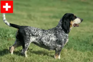 Read more about the article İsviçre’de Basset bleu de Gascogne yetiştiricileri ve köpek yavruları