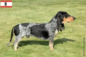 Read more about the article Berlin’de Basset bleu de Gascogne yetiştiricileri ve köpek yavruları