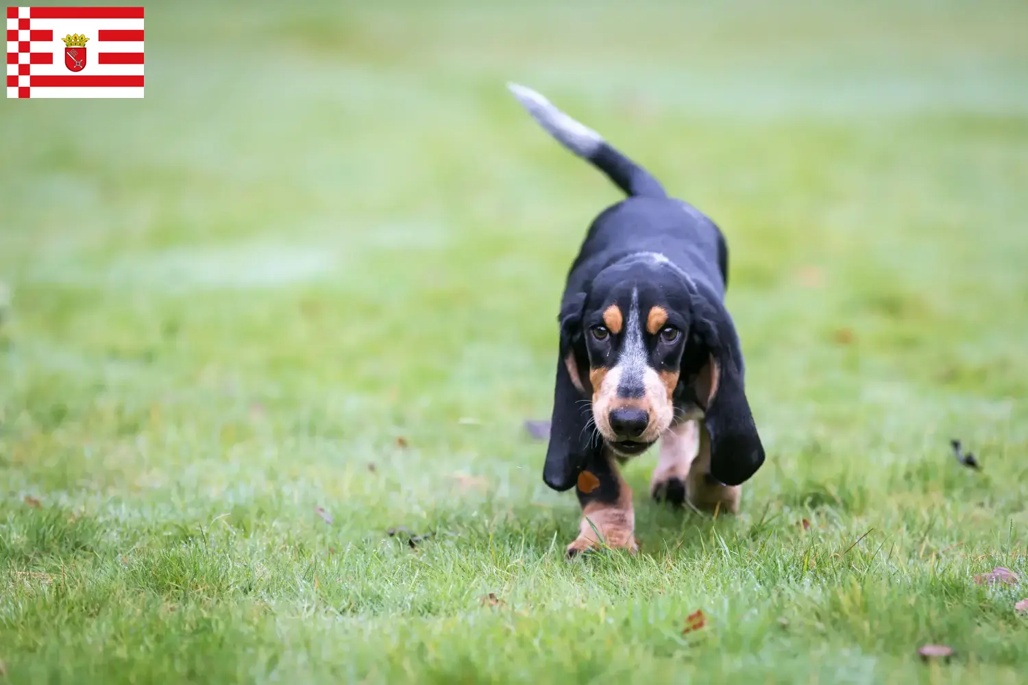 Read more about the article Bremen’de Basset bleu de Gascogne yetiştiricileri ve köpek yavruları