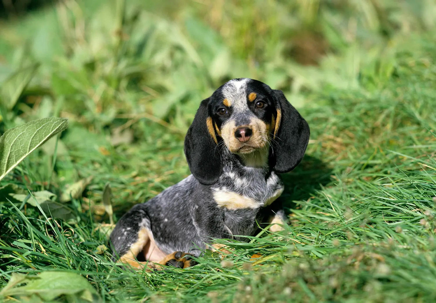Bir Basset bleu de Gascogne yavrusu satın almak sorumluluk almak demektir! Basset bleu de Gascogne yavru köpekleri satın alın.