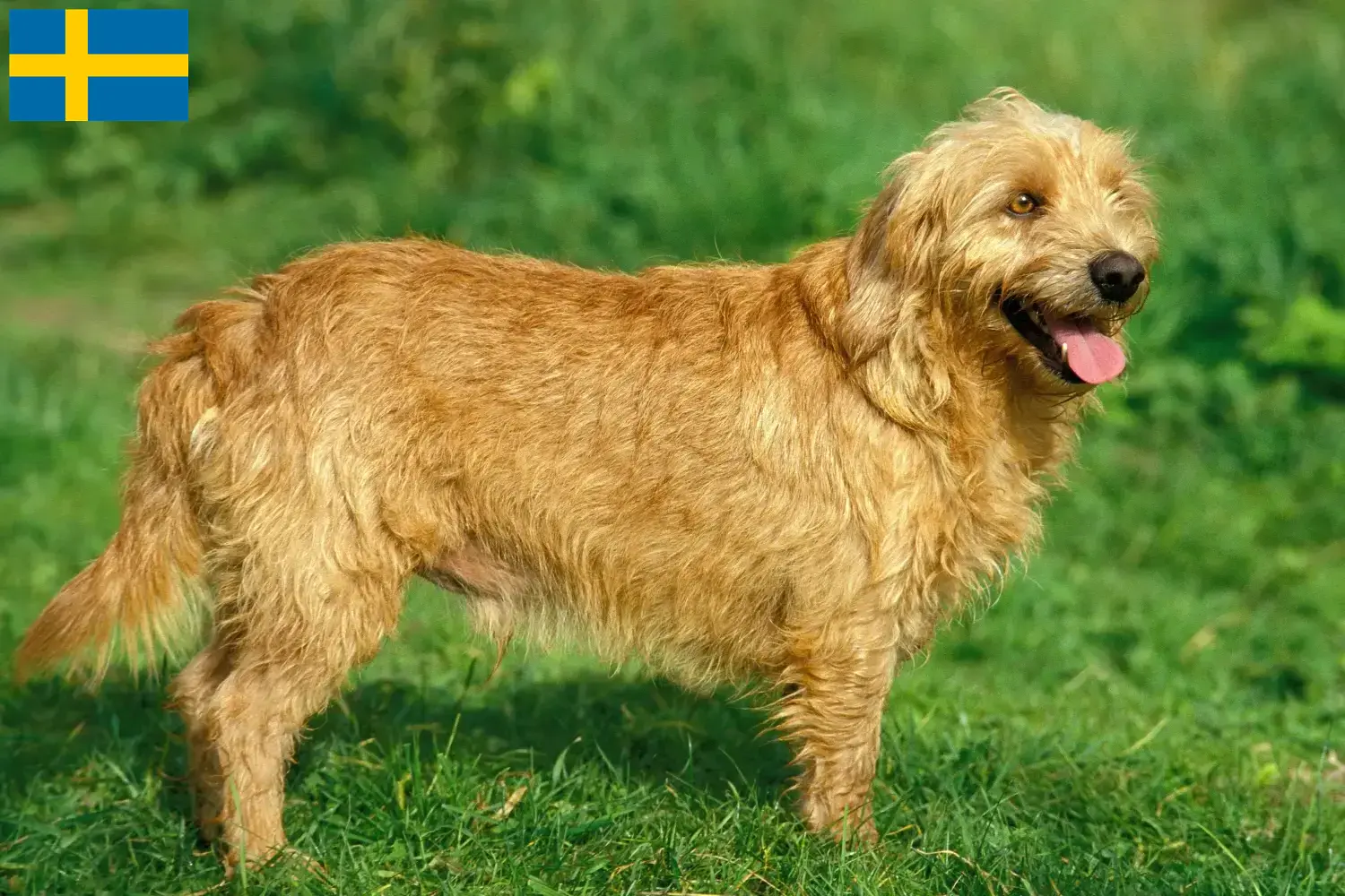 Read more about the article İsveç’te Basset fauve de Bretagne yetiştiricileri ve köpek yavruları