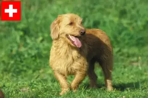 Read more about the article İsviçre’de Basset fauve de Bretagne yetiştiricileri ve köpek yavruları